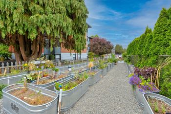 A garden with raised beds and a gravel path.